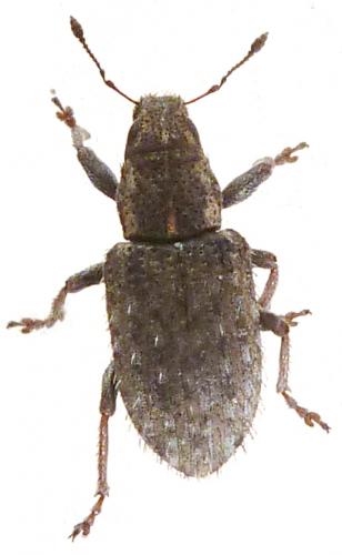 Réf. 201 505 : Sitona hispidulus